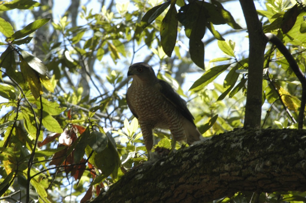 hawk 028
