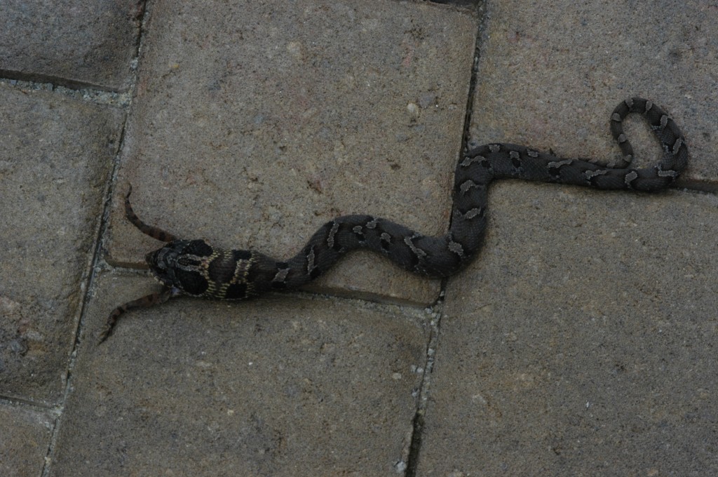 Mole Snake 001