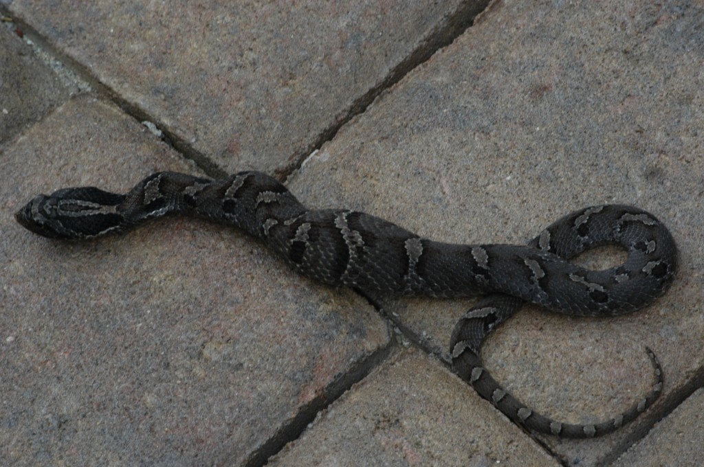 Mole Snake 004