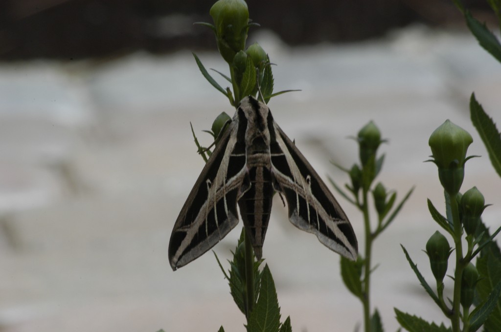 moth.nuthatch 003