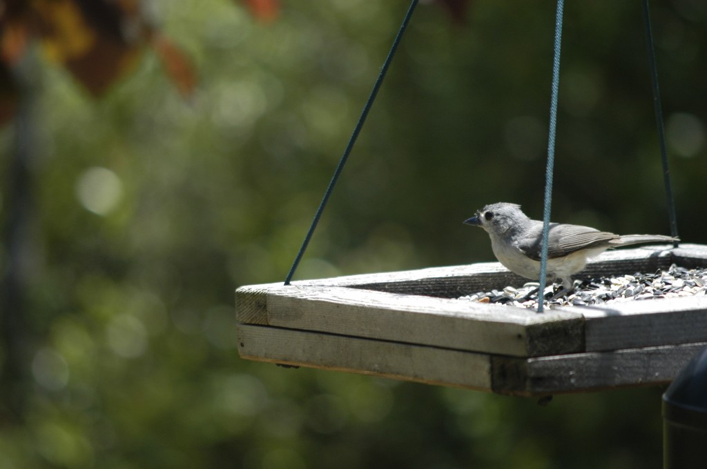 moth.nuthatch 010
