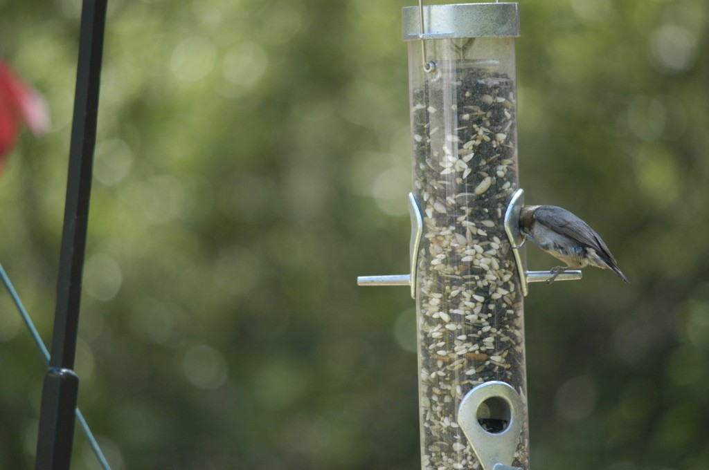 moth.nuthatch 018