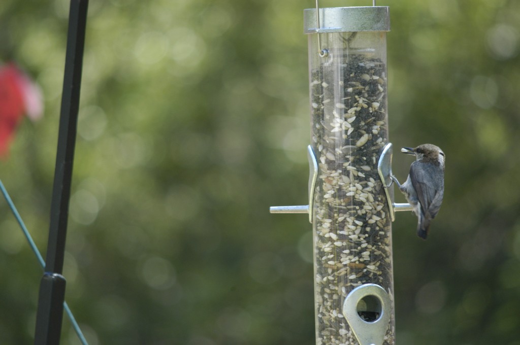 moth.nuthatch 019