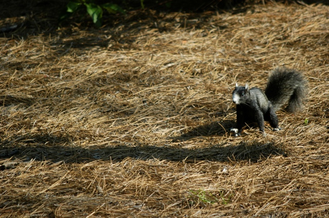 fox squirrels 005