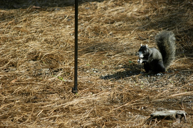 fox squirrels 006