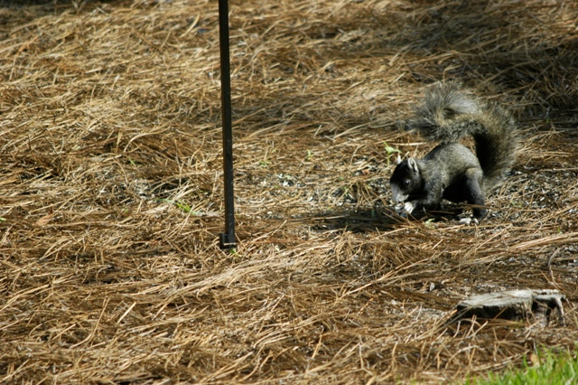 fox squirrels 012