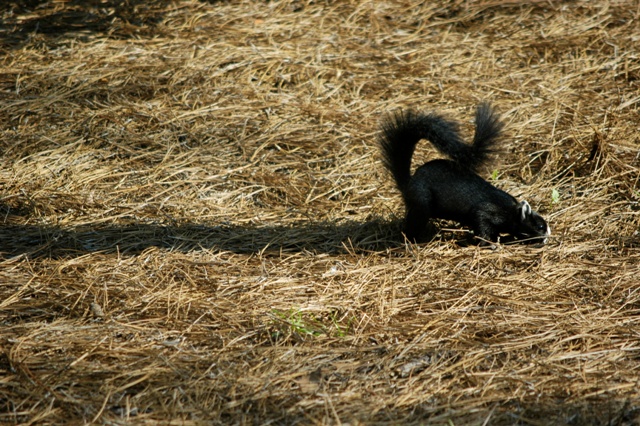 fox squirrels 015