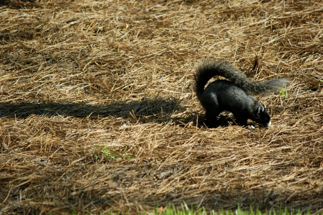 fox squirrels 016