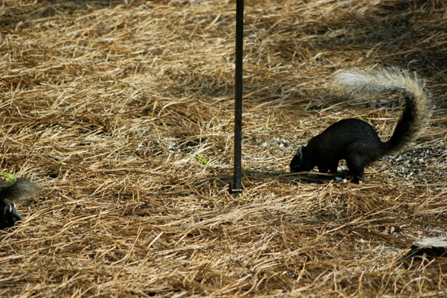fox squirrels 017
